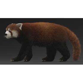 3D Red Panda Rigged